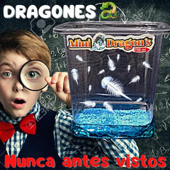 Mascotas Minidragones